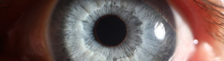 Jak zbudowane jest oko? Budowa oka ludzkiego